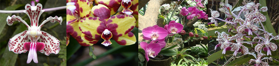Paradijs