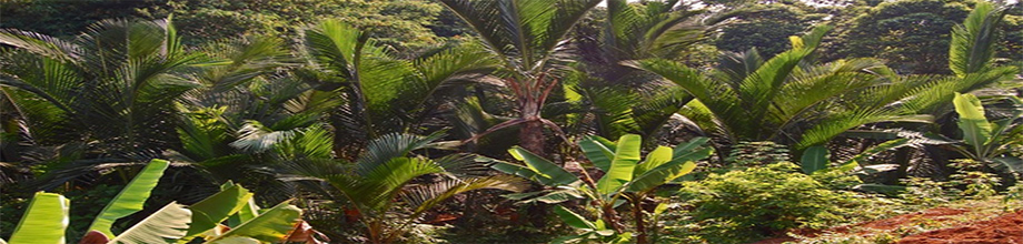 Sagu